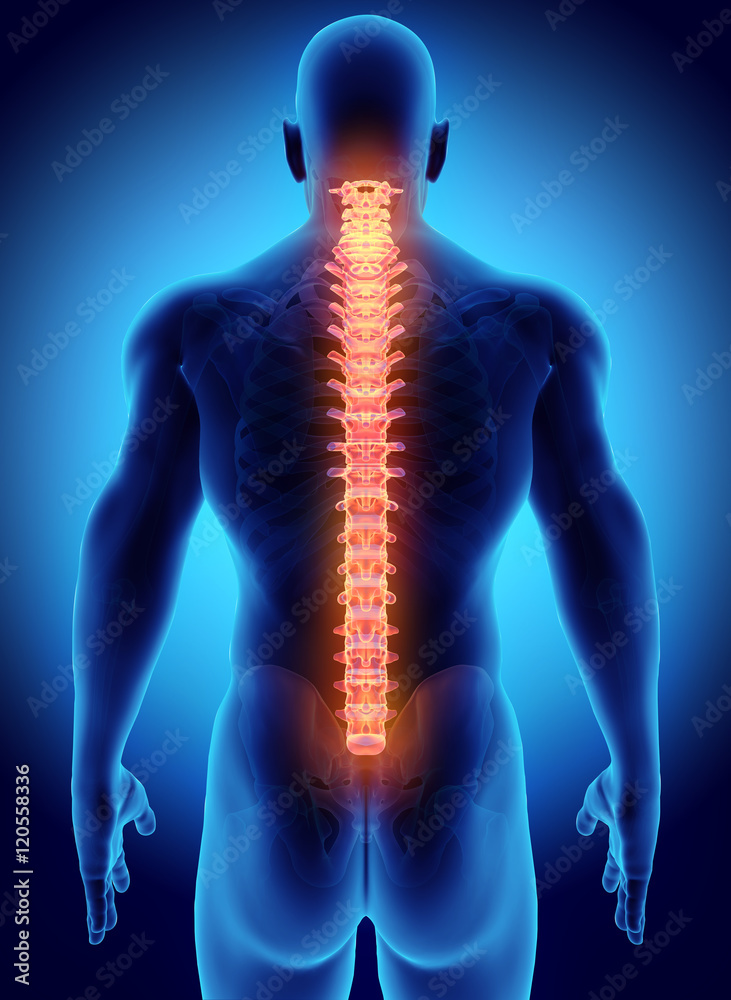 3D illustration of Spine, medical concept. 3D illustration of Spine, medical concept.