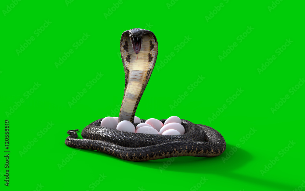 Bạn yêu thích tạo hình 3D? Bạn muốn tìm hiểu về rắn hổ mang và trứng của chúng? Hãy xem bức ảnh rắn hổ mang và trứng 3D đầy ấn tượng của chúng tôi, sẽ mang đến cho bạn những trải nghiệm tuyệt vời và khám phá bất ngờ!