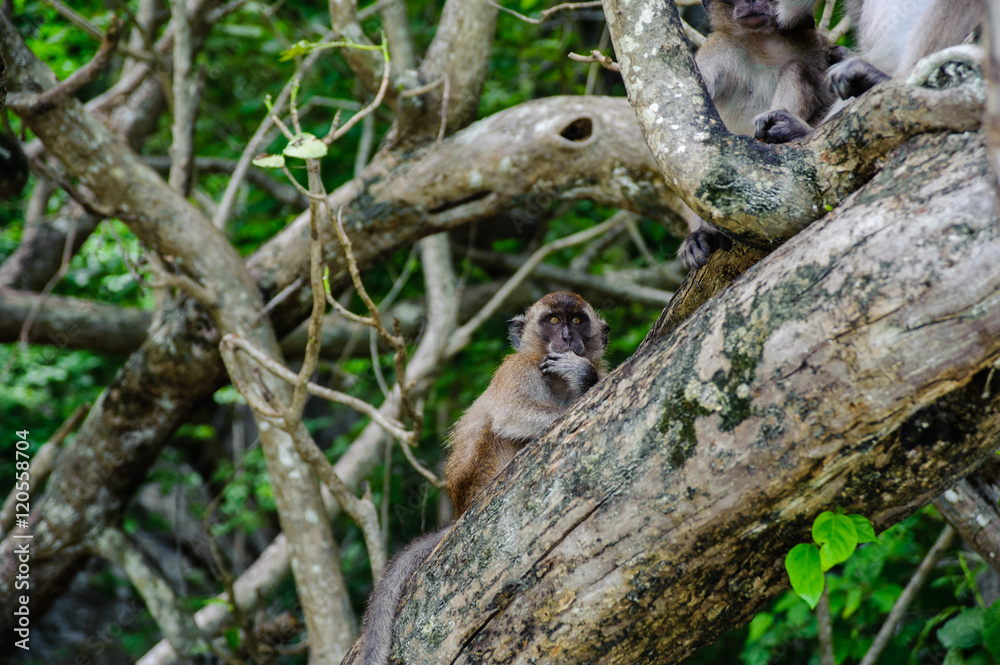 Macaque sitting on a mangrove tree. Macaca fascicularis Macaque sitting on a mangrove tree. Macaca fascicularis