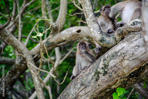 Macaque sitting on a mangrove tree. Macaca fascicularis