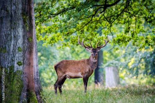 Deer - Cervus Elaphus © boesenfoto