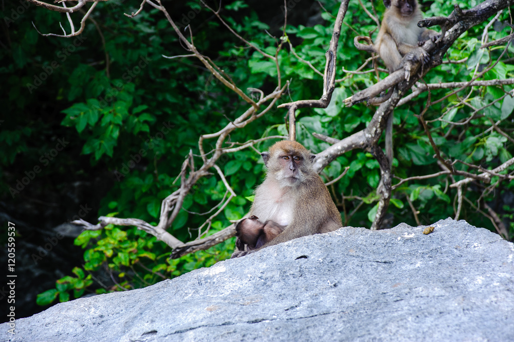 Macaca fascicularis female with the cub sitting on a rock. Monkey beach, Thailand Macaca fascicularis female with the cub sitting on a rock. Monkey beach, Thailand