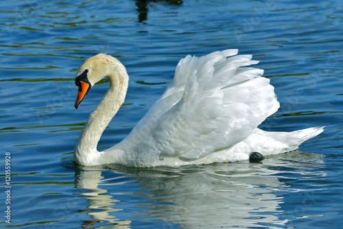 Swan with the open, spread wings