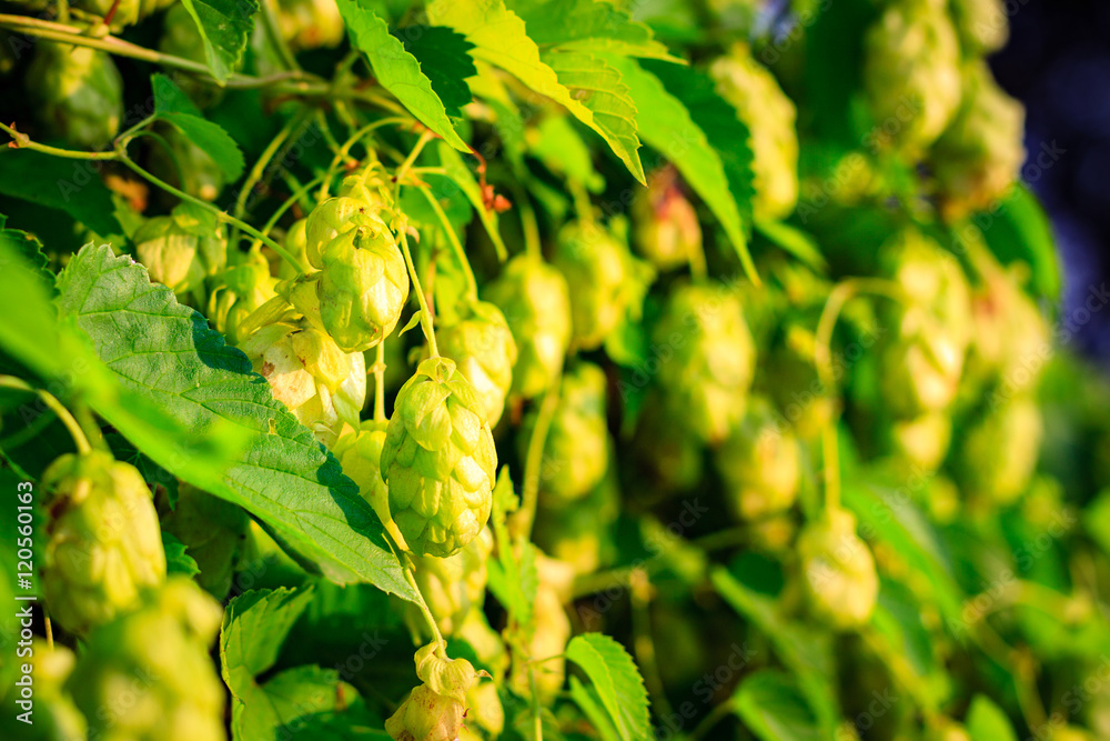 Background green bush of cones and leaves hops. Background green bush of cones and leaves hops.