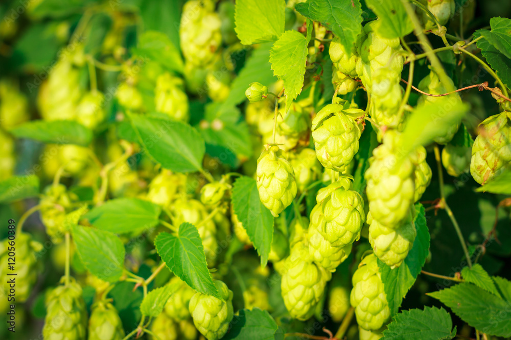 Background green bush of cones and leaves hops. Background green bush of cones and leaves hops.