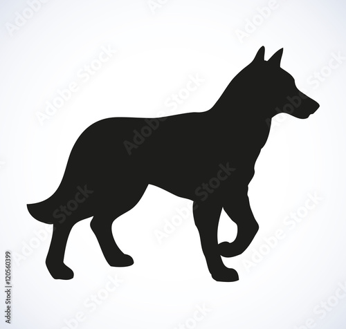 Vector outline drawing. Purebred dogs and mongrels