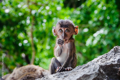 Cub Macaca fascicularis sitting on a rock and eat. Baby monkeys on the Phi Phi Islands, Thailand
