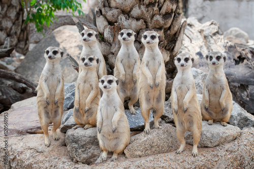 Meerkat Family are sunbathing