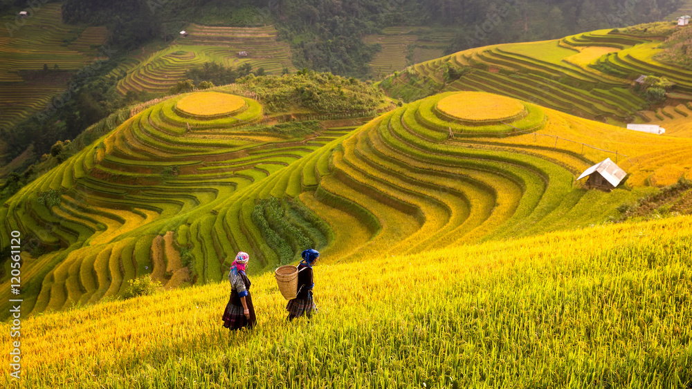 Naklejka premium Wietnam. Pola ryżowe przygotowują zbiory w północno-zachodnim Wietnamie