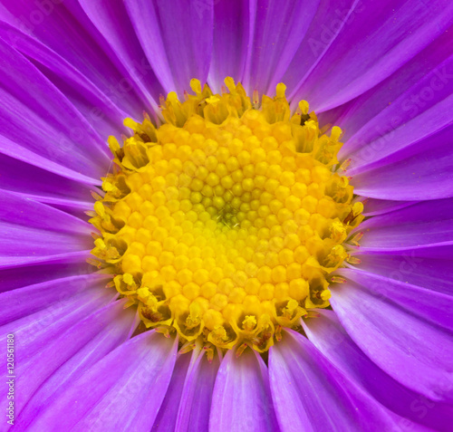 aster flower texture yellow and purple closeup