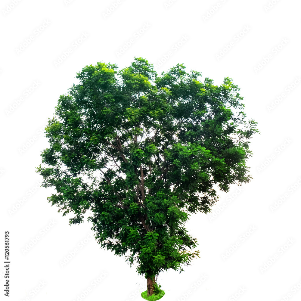 Fototapeta premium Tree isolated on a white background with clipping path