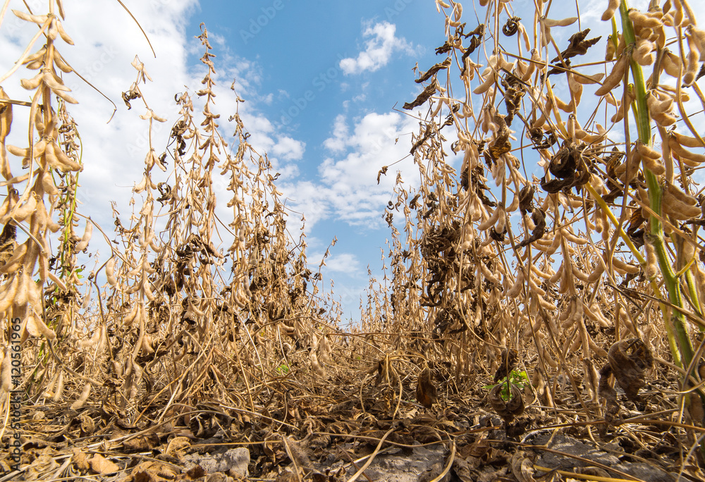 Fototapeta premium Ripe soybeans in field