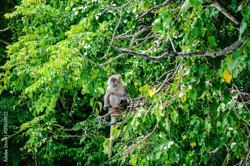 Macaque sitting on a mangrove tree. Macaca fascicularis