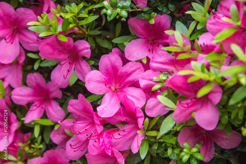 Fototapeta Naklejka Na Ścianę i Meble -  Pelargonium geranium group bright cerise pink flowers
