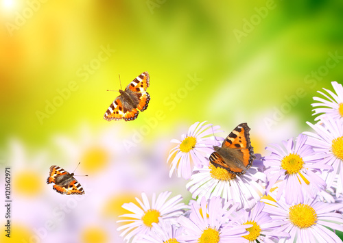 butterflies flying over flowers