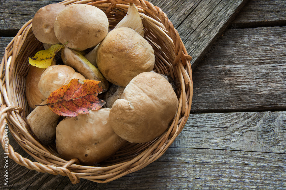Fresh white mushrooms from forest in basket on a rustic wooden board, overhead view. Fresh white mushrooms from forest in basket on a rustic wooden board, overhead view.