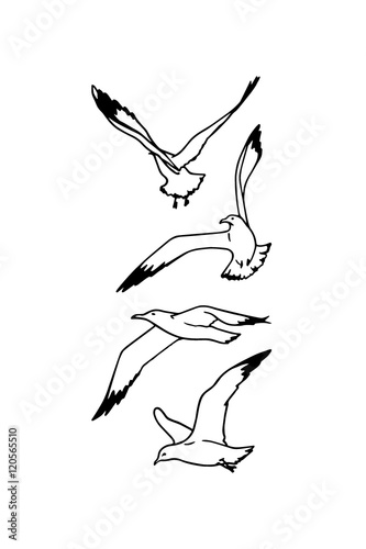 Sea gulls illustration