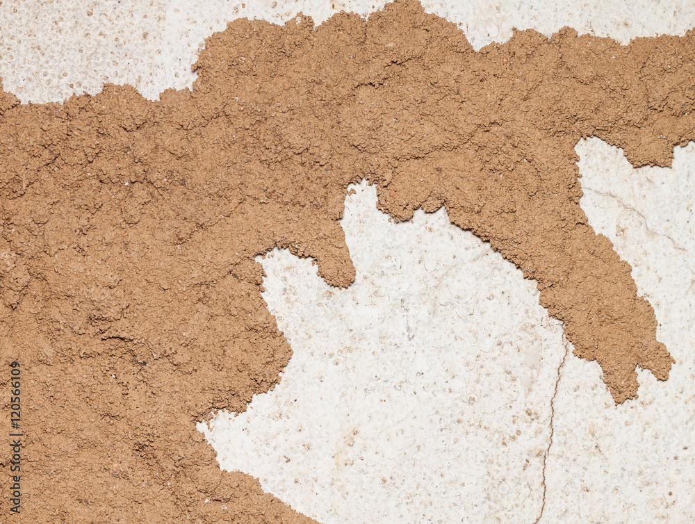 Fototapeta premium Termite nest on the old wall.