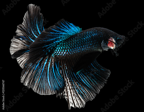 abstract movement of siamese fighting fish