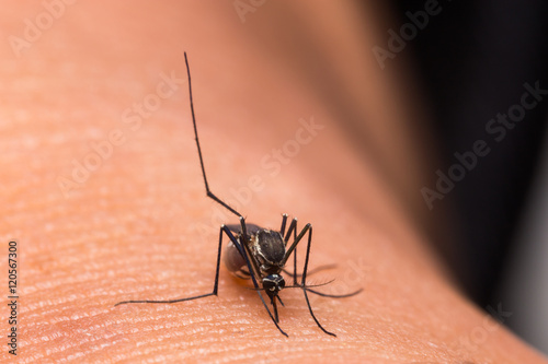 Mosquito eating blood © vachiraphan