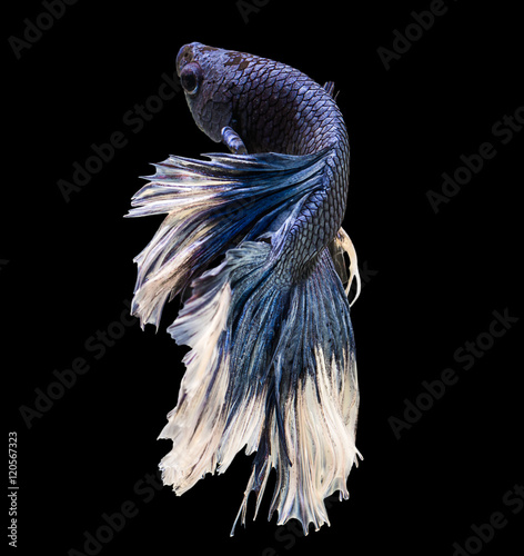 beautifu of siamese fighting fish