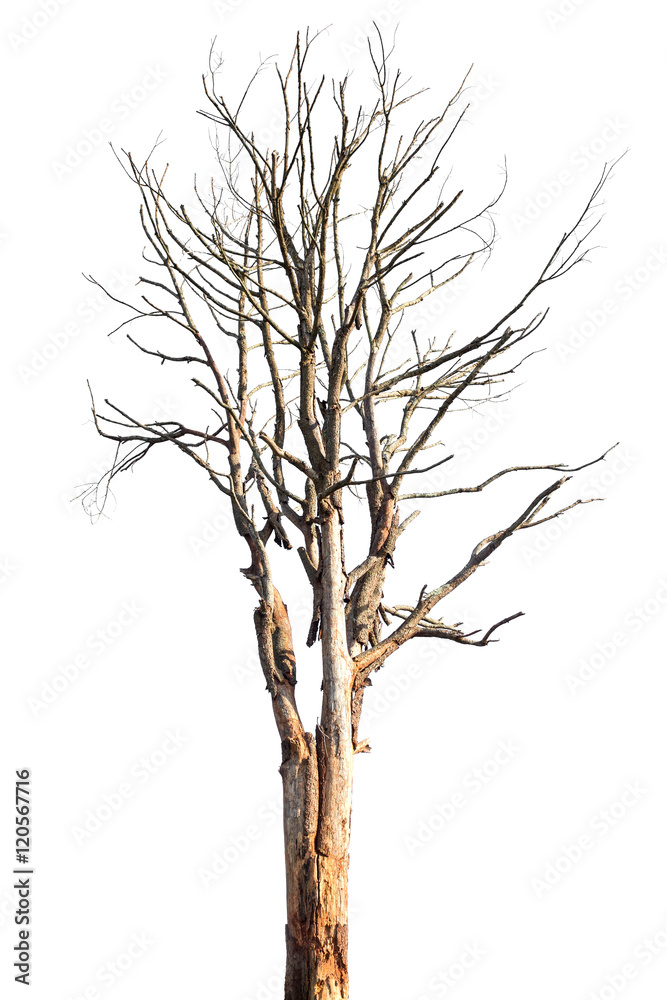 Dead tree or dry tree isolated on white background with clipping path. Dead tree or dry tree isolated on white background with clipping path.