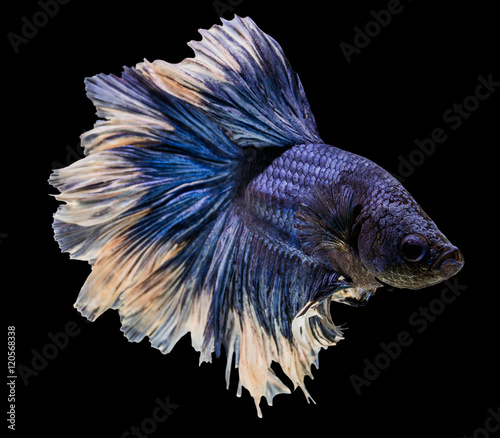 Capture the moving siamese fighting fish