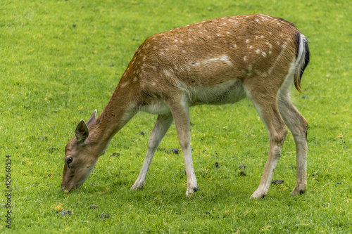 Reh bei der Futtersuche auf einer Wiese