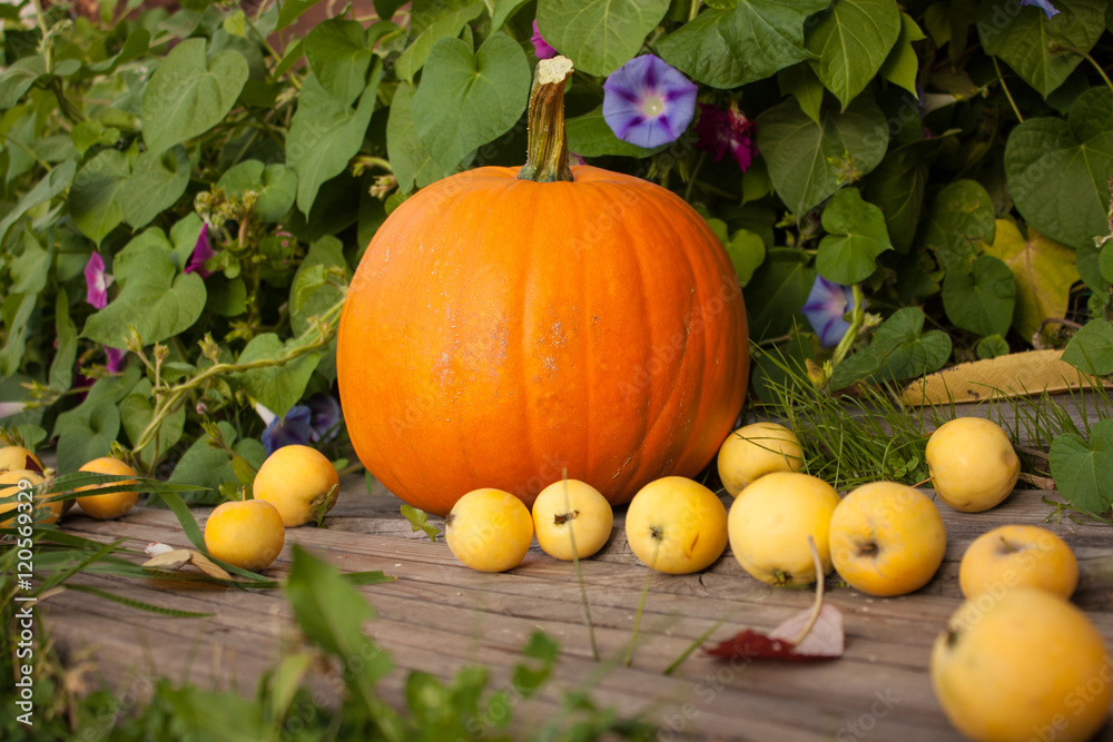 Obraz premium Autunm Still life Осенний натюрморт