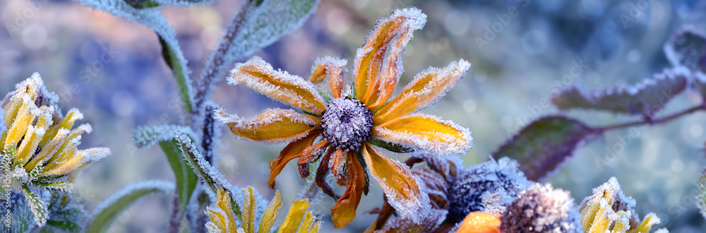 Fototapeta premium Blumen 686