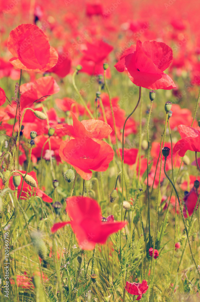 Fototapeta premium poppy field in summertime