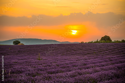 Lavender fields at sunset with small house, Provence, France, Europe