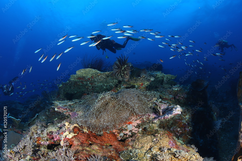 Fototapeta premium coral life diving Underwater Papua New Guinea Pacific Ocean
