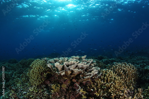 Fototapeta Naklejka Na Ścianę i Meble -  coral life diving Underwater Papua New Guinea Pacific Ocean
