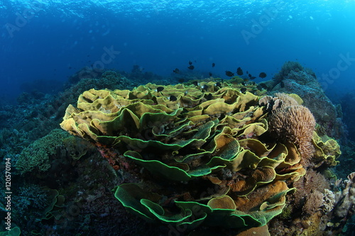 Photography coral life diving Underwater Papua New Guinea Pacific Ocean