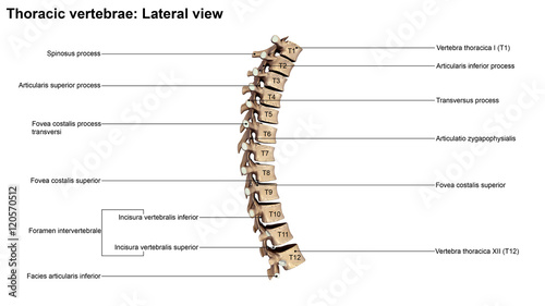 Quadro su tela Thoracic Vertebrae_Lateral view