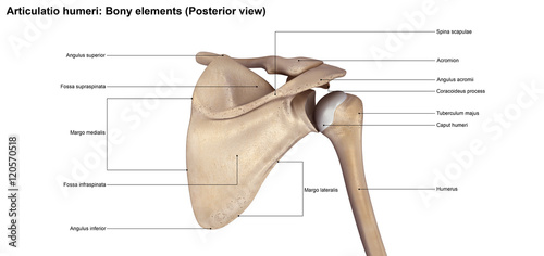 Canvas Print Articulatio humeri_Bony elements (Posterior view)