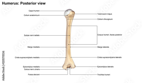 Humerus_Posterior view