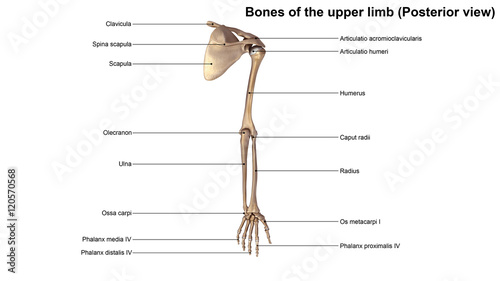 Bones of the upper limb (Posterior view)