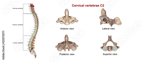 Cervical vertebrae C2 © 7activestudio