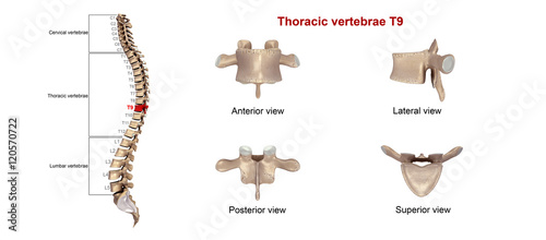 Thoracic vertebrae T 9 © 7activestudio