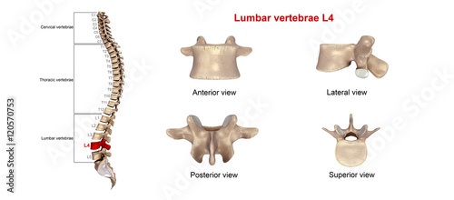 Lumbar vertebrae L4