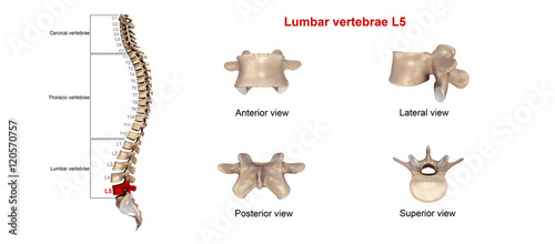 Lumbar vertebrae L5. photo