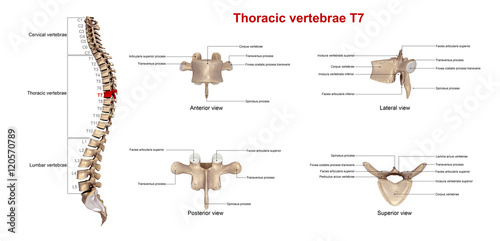 Obraz na płótnie Thoracic vertebrae T7_With Lables