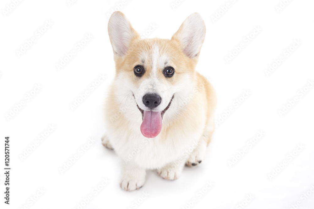 Corgi puppy isolated on a white background