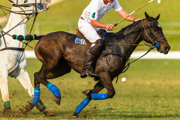 Polo Players Ponies equestrian game action