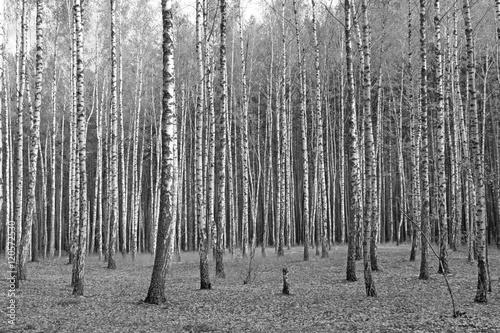 birch forest, black-white photo, autumn landscape