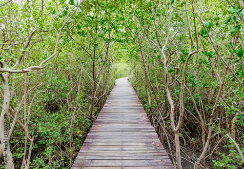 Wood boardwalk between Mangrove forest,Study nature trails © weedezign