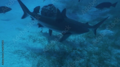 Wallpaper Mural Dangerous Shark Underwater Video Cuba Caribbean Sea Torontodigital.ca