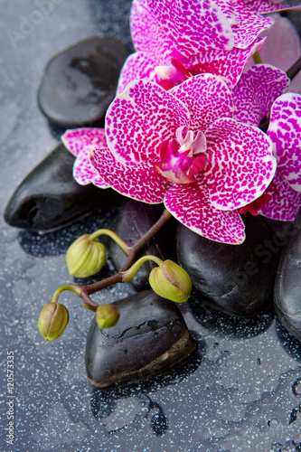 Fototapeta Naklejka Na Ścianę i Meble -  Spa concept with zen stones and pink orchid.